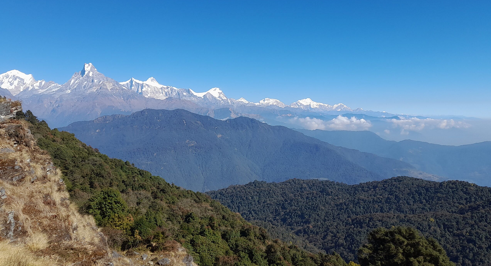 पर्वतबाट बहुमूल्य जडीबुटीको चोरीनिकासी बढ्दो